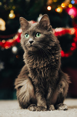 Gray cat on the background of the Christmas tree