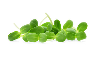 Sunflower sprouts isolated on white background