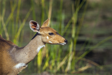 Bushbuck in Kruger National park, South Africa