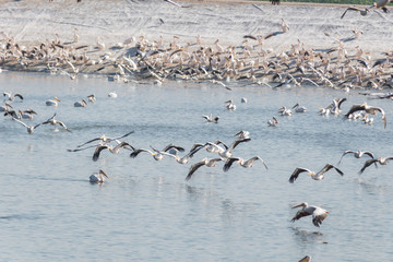 Pelican migration at Viker lookout