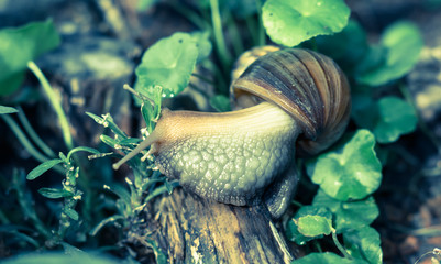 snail on natural forest asia