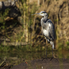 Grey Heron in Kruger National park, South Africa