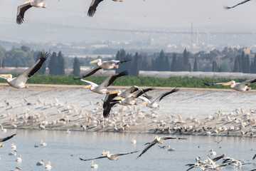 Pelican migration at Viker lookout