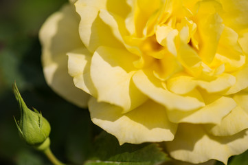 yellow rose petals, macro photo