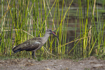 Hadada ibis in Kruger National park, South Africa