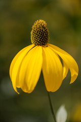 coneflower yellow flower head on blurred background. Macro photo of rudbeckia hirta flower