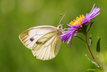 butterfly on a wildflower on a blurred green background