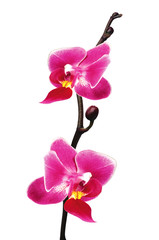 Fototapeta na wymiar Flower beautiful pink orchid - phalaenopsis isolated over white
