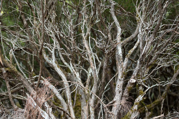 Tropical forest in the mountains on Madeira island . Portugal