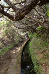 Tourist is walking  along irrigation canals. Historic water supply system, known as Levada in tropical forest, Madeira Island, Portugal