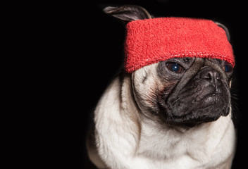 pug in a red bandage