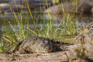 Nile crocodile in Kruger National park, South Africa