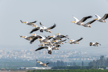 Pelican migration at Viker lookout