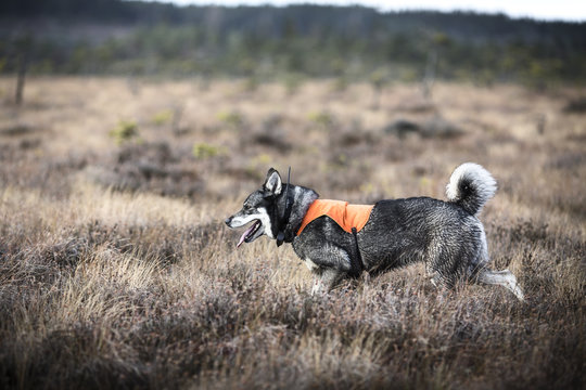 Hunting dog on meadow