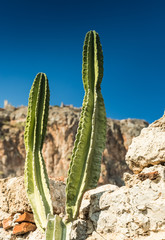 Cactus against the rocks