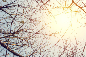 Tree branches on blue sky background