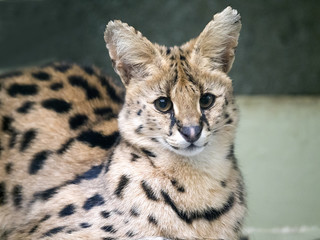 portrait steppe cats - Serval, Leptailurus serval