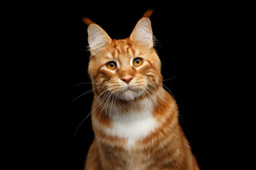 Close-up Head of Amazing Tabby Ginger with white Maine Coon Cat curious looks Isolated on Black...