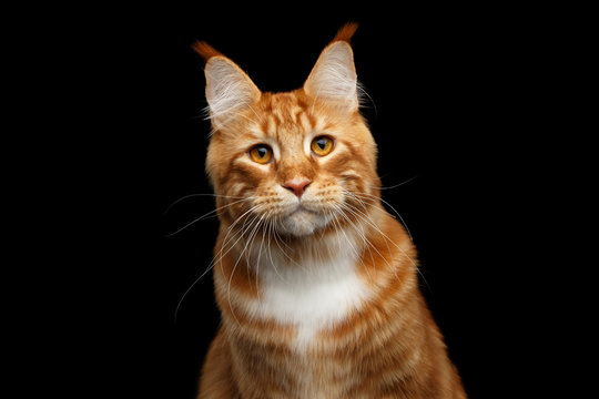 Close-up Head of Amazing Tabby Ginger with white Maine Coon Cat curious looks Isolated on Black Background, Front view