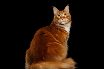 Amazing Tabby Ginger Maine Coon Cat Sitting with Furry Tail and turn back Isolated on Black Background, side view