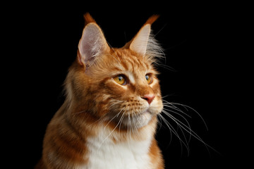 Close-up Portrait of Amazing Tabby Ginger with white Maine Coon Cat looking at side Isolated on Black Background, Profile view