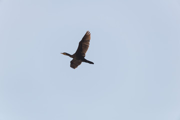 Pelican migration at Viker lookout