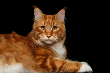 Fototapeta na wymiar Amazing Tabby Ginger Maine Coon Cat Lying and Stare in camera Isolated on Black Background, Side view