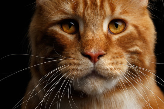 Close-up Head of Amazing Tabby Ginger with white Maine Coon Cat sad looks Isolated on Black Background, Front view