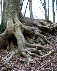 Old tree roots