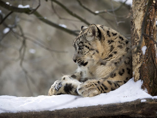 snow leopard Uncia uncia, resting in the snow