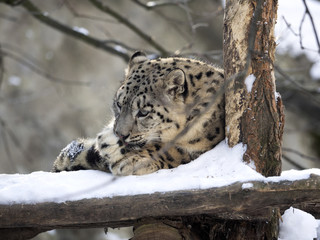 snow leopard Uncia uncia, resting in the snow
