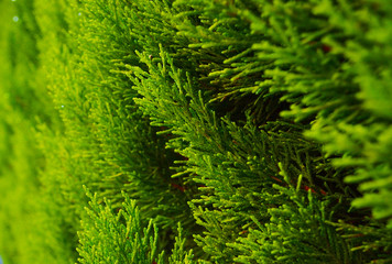 Thuja closeup. Natural green background