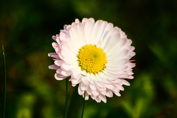 Obraz premium Beautiful daisy on a natural background in summer