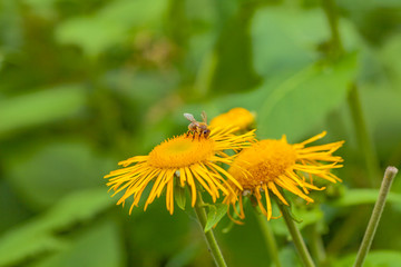 a wildflower and a bee