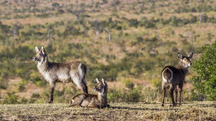 Waterbuck in Kruger National park, South Africa