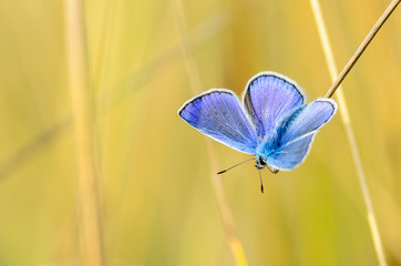 The male butterfly with blue wings