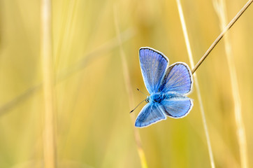 The male butterfly with blue wings