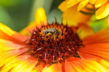  Bee collects nectar