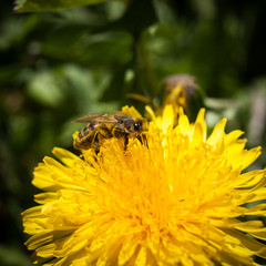 Beautiful dandelion with a bee on a natural background in summer