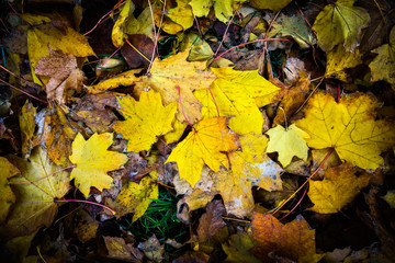 Golden Fall Foliage of the Yellow Maple Tree