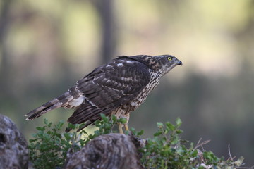 Eurasian goshawk