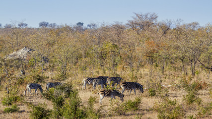 Plains zebra in Kruger National park, South Africa