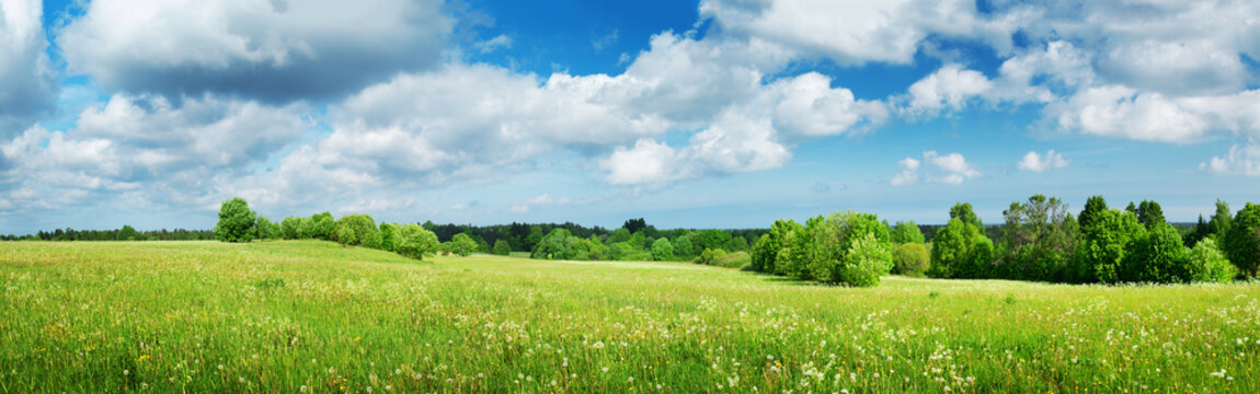 Green field with white dandelions and blue sky. Panoramic view to grass and flowers on the hill on sunny spring day
