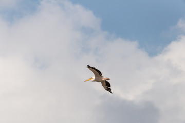 Pelican migration at Viker lookout
