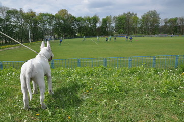 Pies oglądający mecz - obrazy, fototapety, plakaty