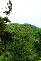 Fototapeta premium Rainforest landscape in Monteverde Costa Rica