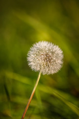 Beautiful white dandelion head on a natural background in summer