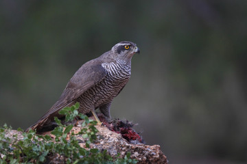 Hunting Eurasian goshawk