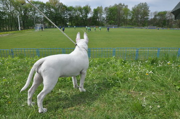 Fototapeta Pies oglądający mecz obraz