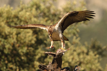 Bonelli's eagle